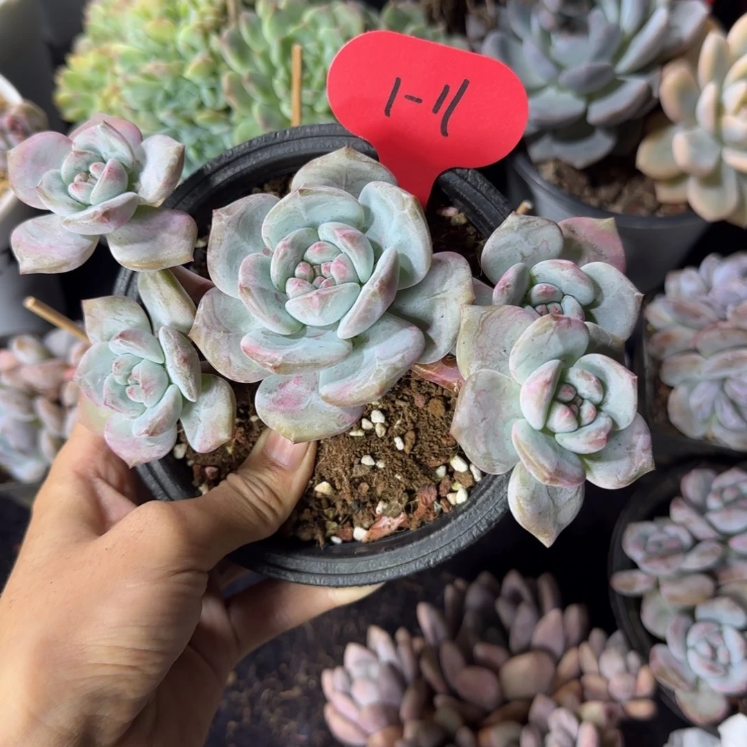 星影5头一物一拍1-11