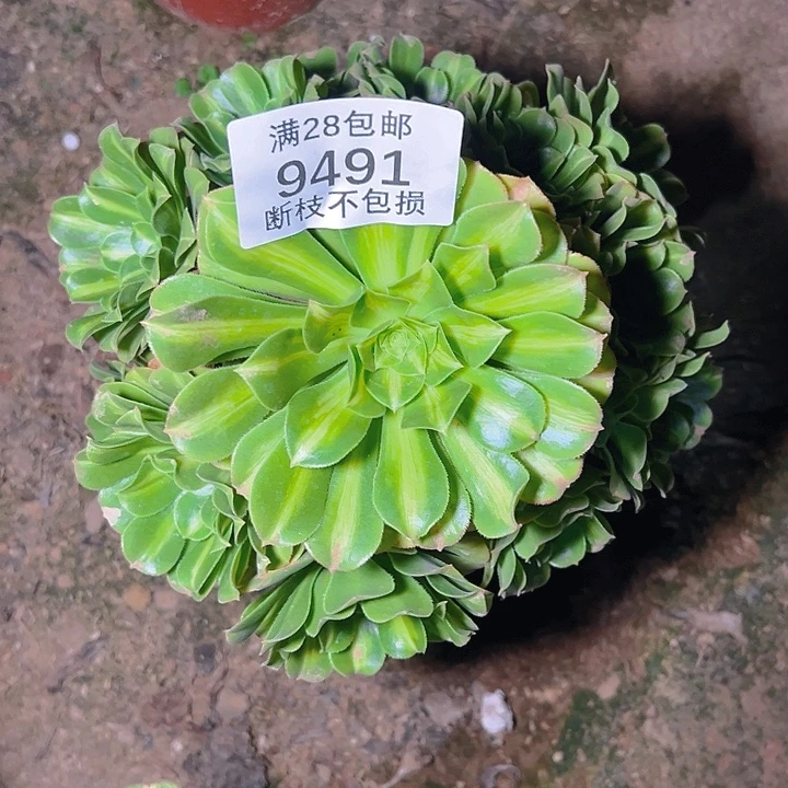 9491翡翠琉璃多肉植物