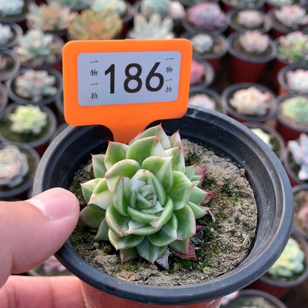 【闪购商品】大*糖186号