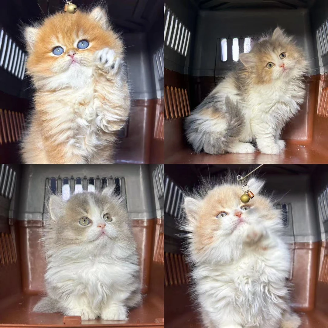 大熊猫舍猫咪活体链接
