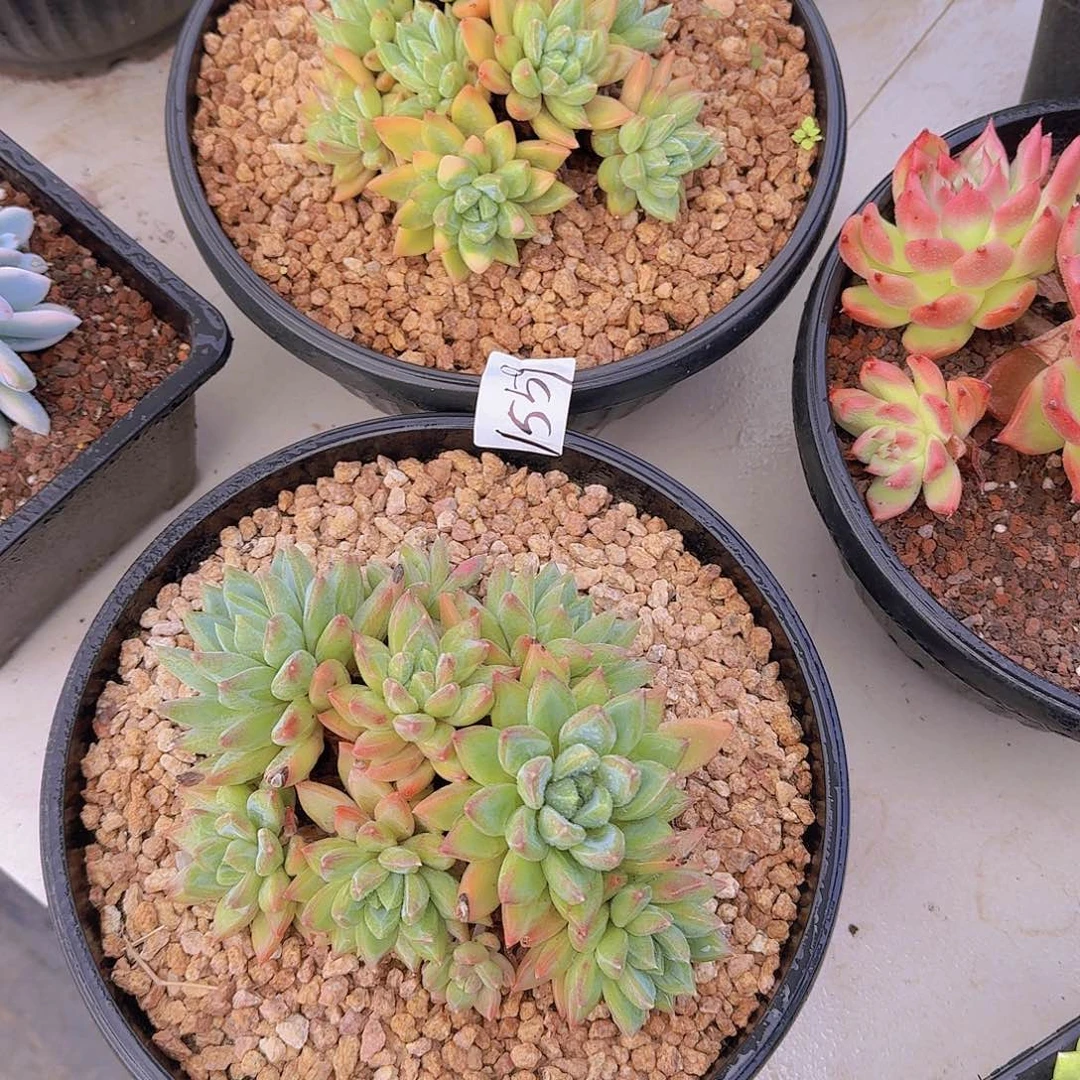 淡***兰1559小红蛋多肉植物两颗