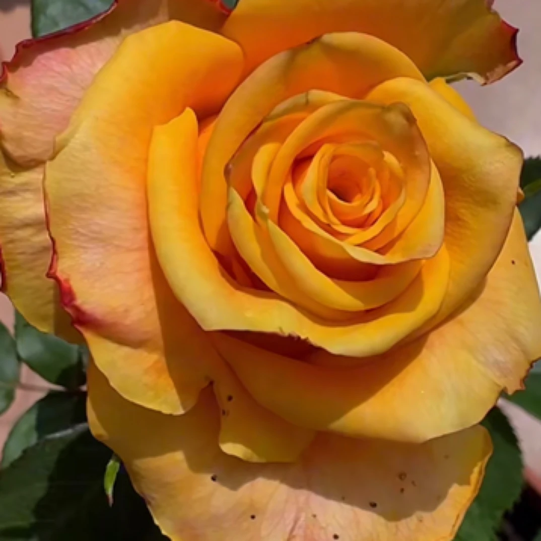 珊瑚 切花月季根接苗