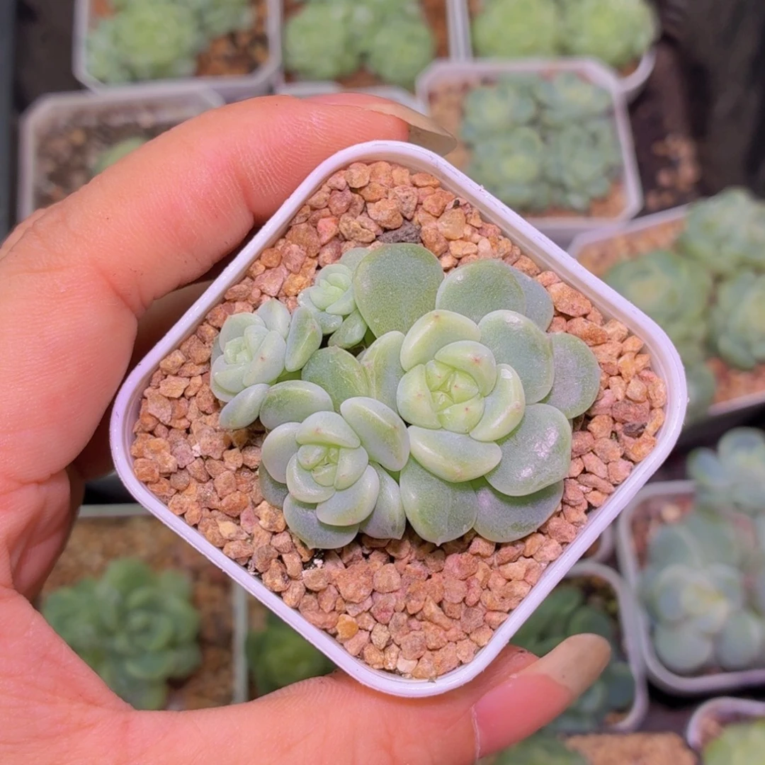 4号链接甜心多肉植物