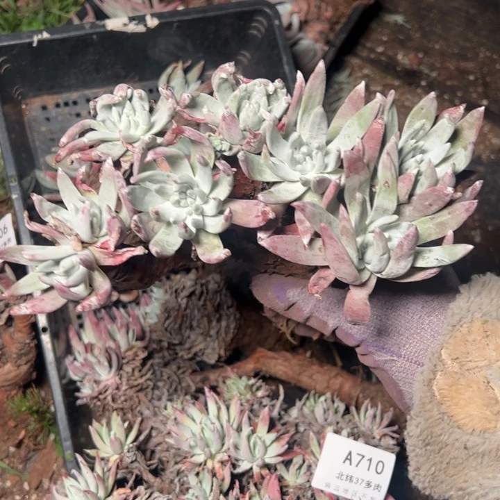 711瑕疵哈哈哈哈哈哈哈