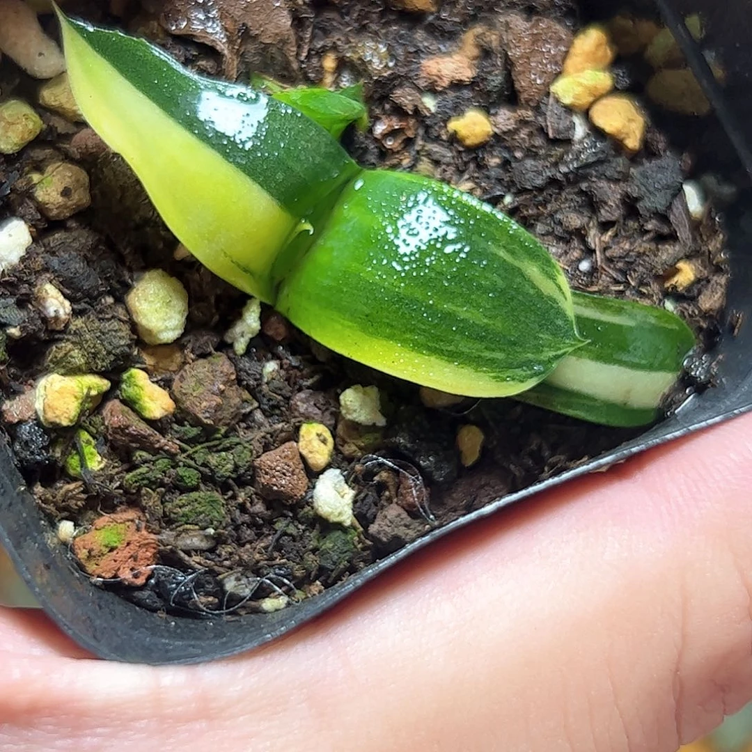 卧牛锦十二卷多肉植物