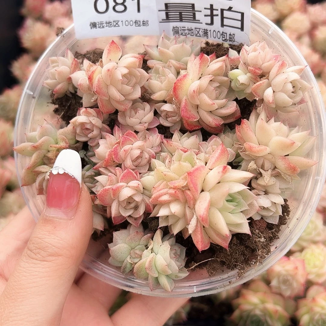 贰月园艺量拍081