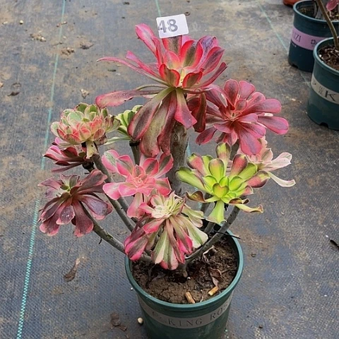 笑***开法师嫁接的时候就会48