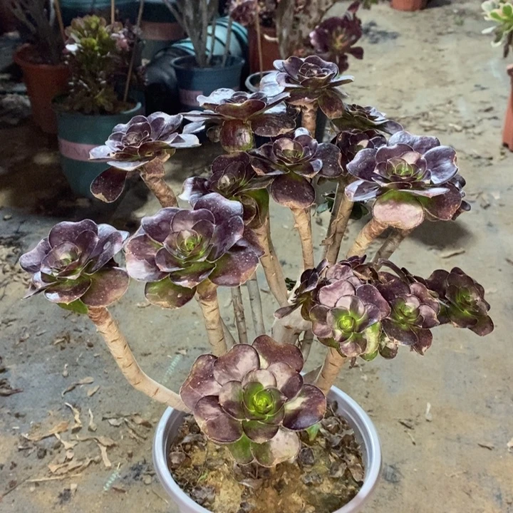 厚圆叶多肉植物51