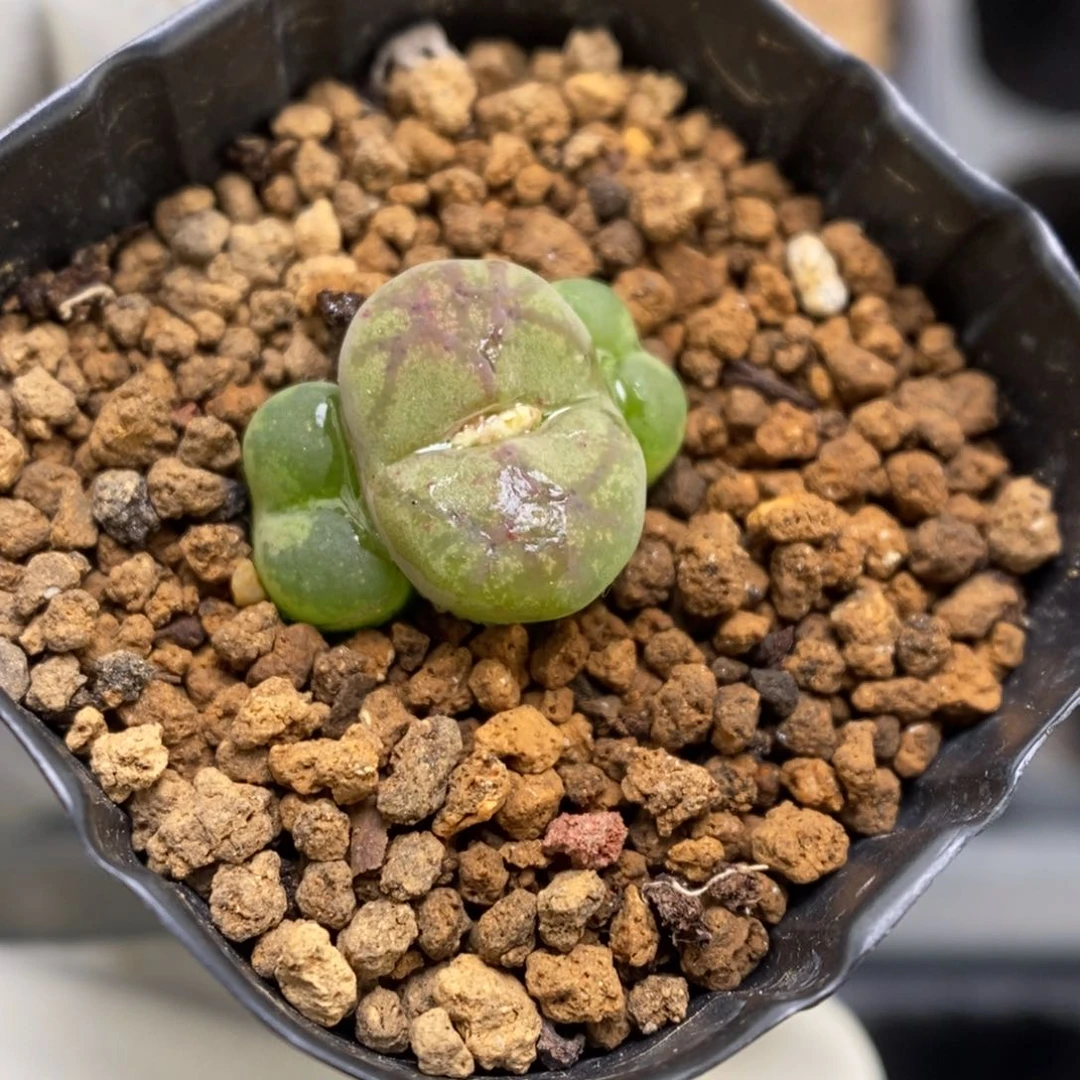 多肉植物肉锥杂交K-3759