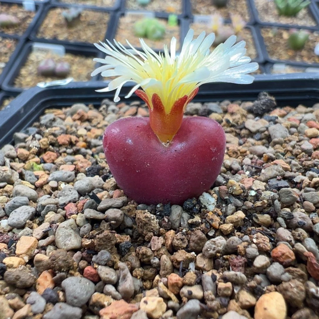 多肉单头优选山楂红吕氏一棵