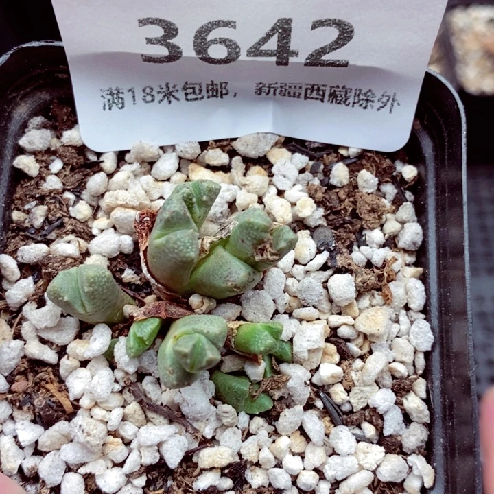 3642。