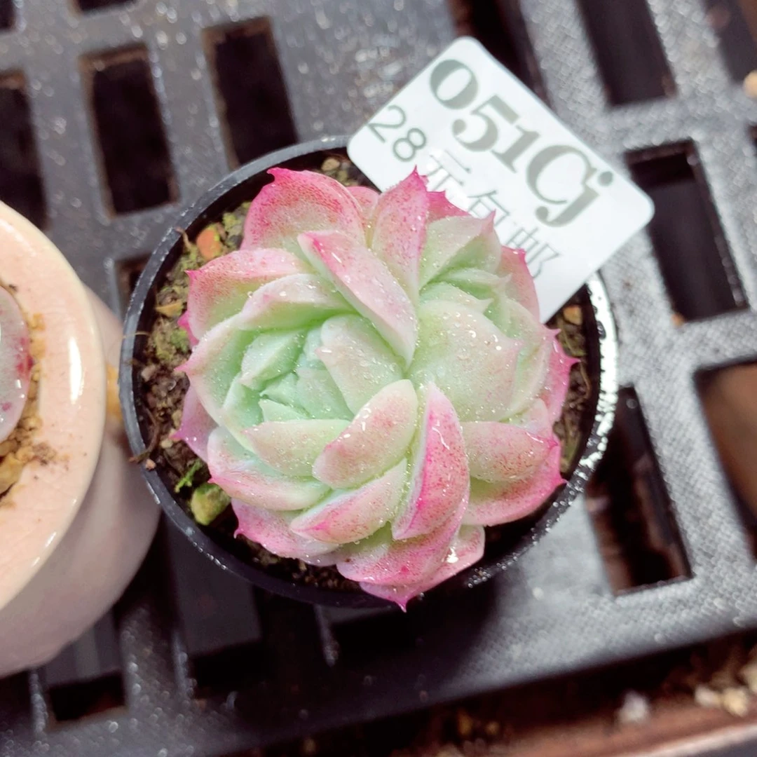 5厘米盆精控多肉051