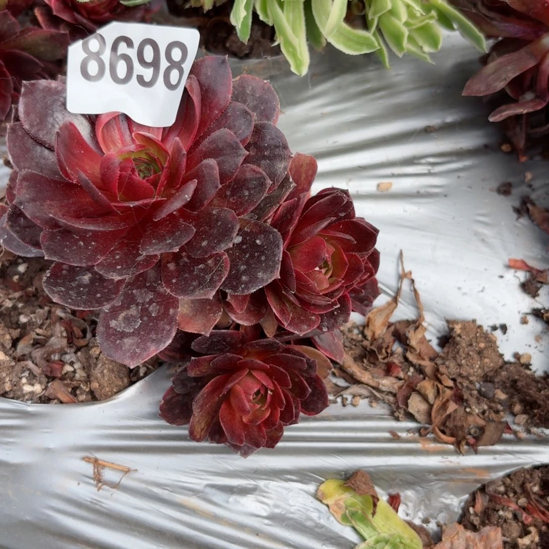 嗯8698 号多肉法师特价