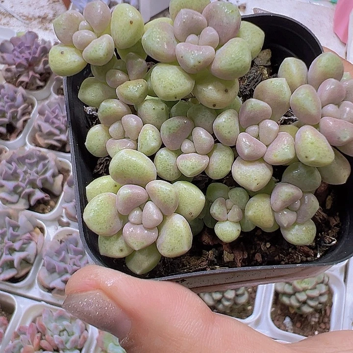 秋丽19包邮多肉植物