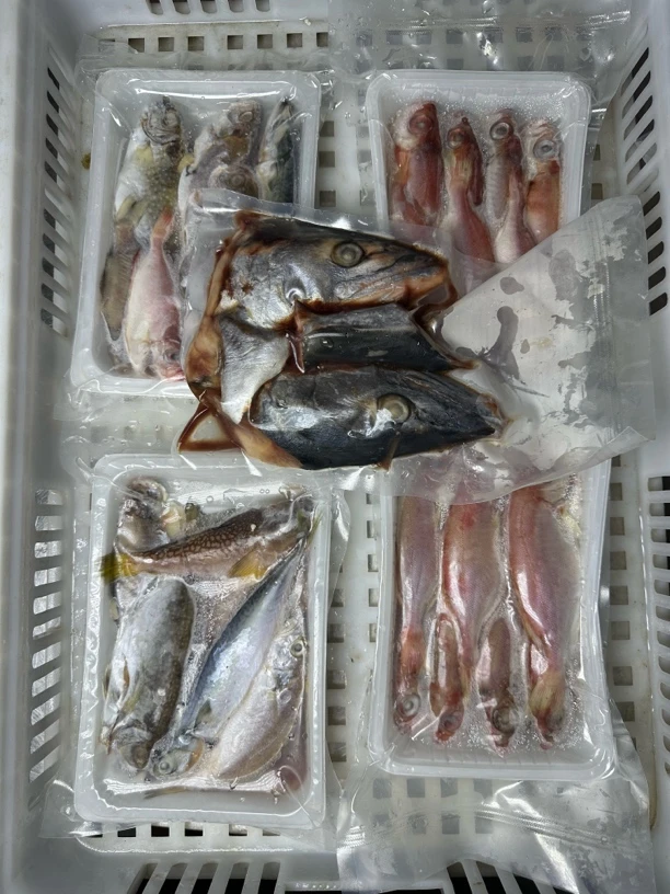 【石榴青年团】惠来神泉港 浅海杂鱼  顺丰冷链发出