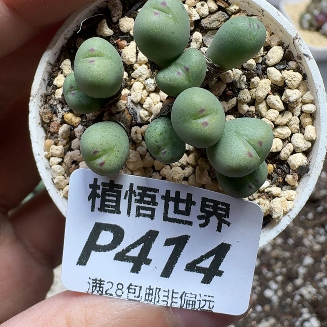 多肉植物的人生fhjn