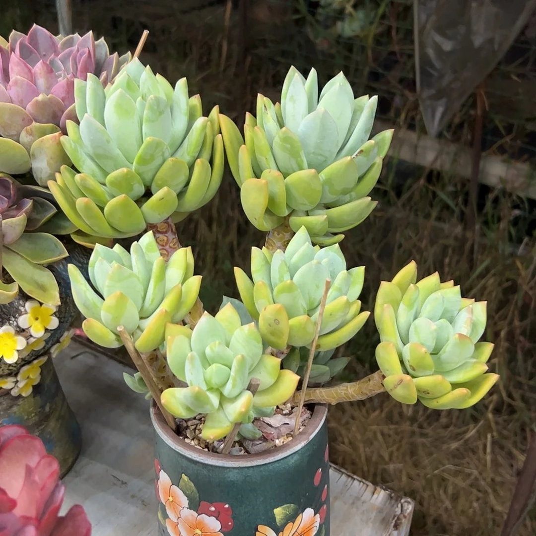 海洋之星28 零零多肉植物