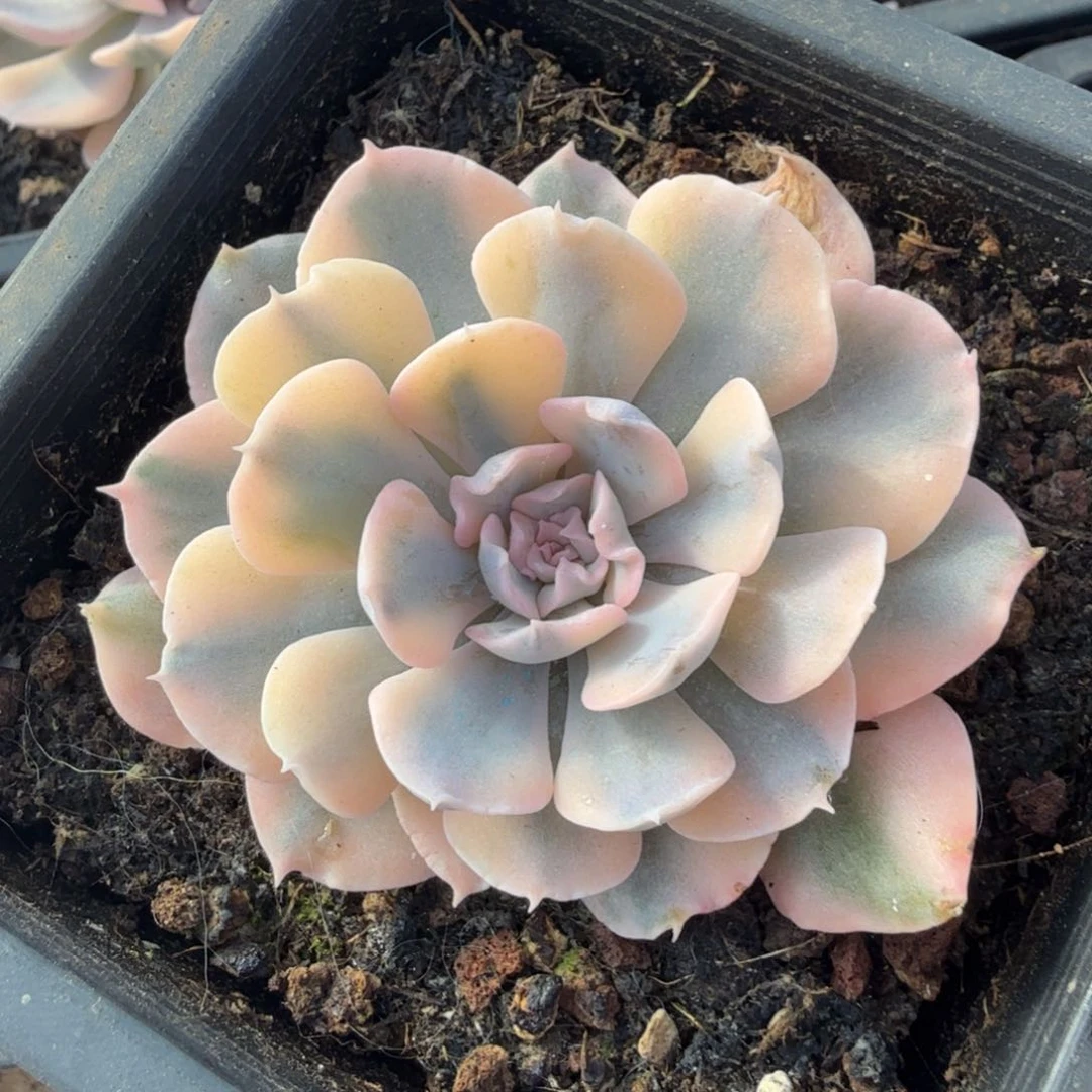 天鹅湖腹轮锦一刻的锦一颗的价格