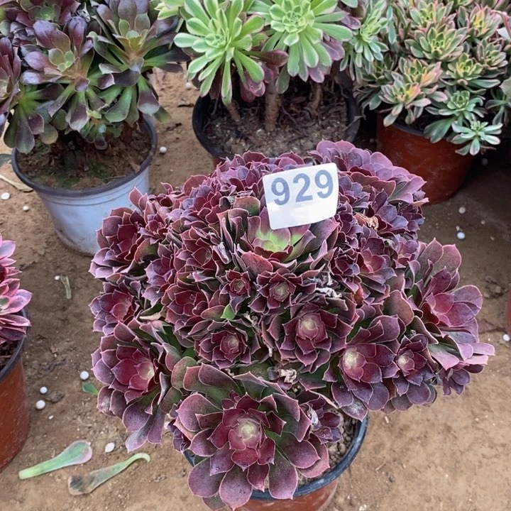 929柠檬玫瑰手捧多肉