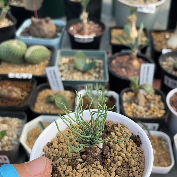 378大方便面弹簧草