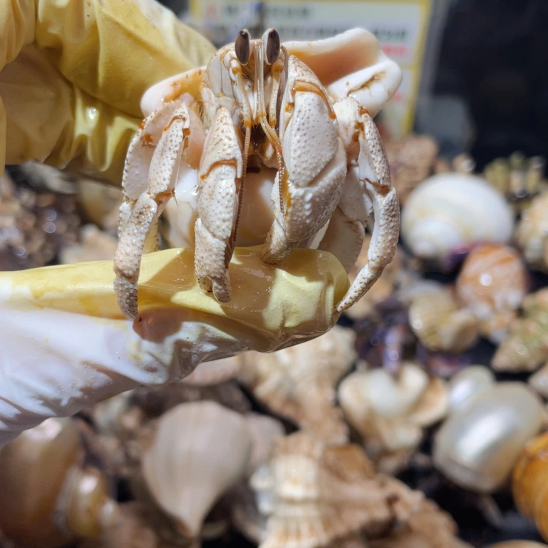 蜗居异宠寄居蟹0422红海