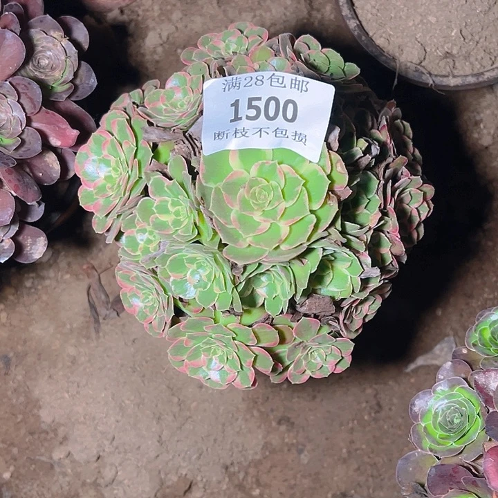 1500安娜多肉植物保护