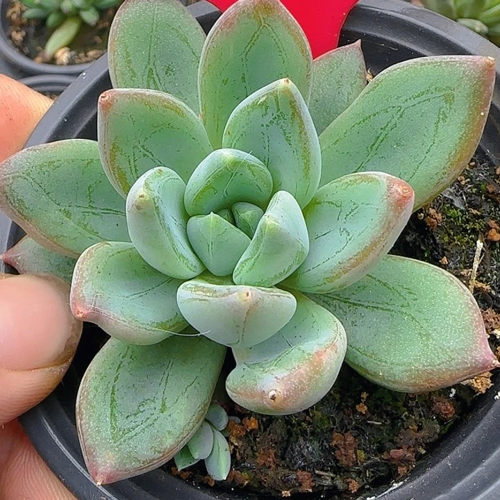 红蛋1203多肉植物