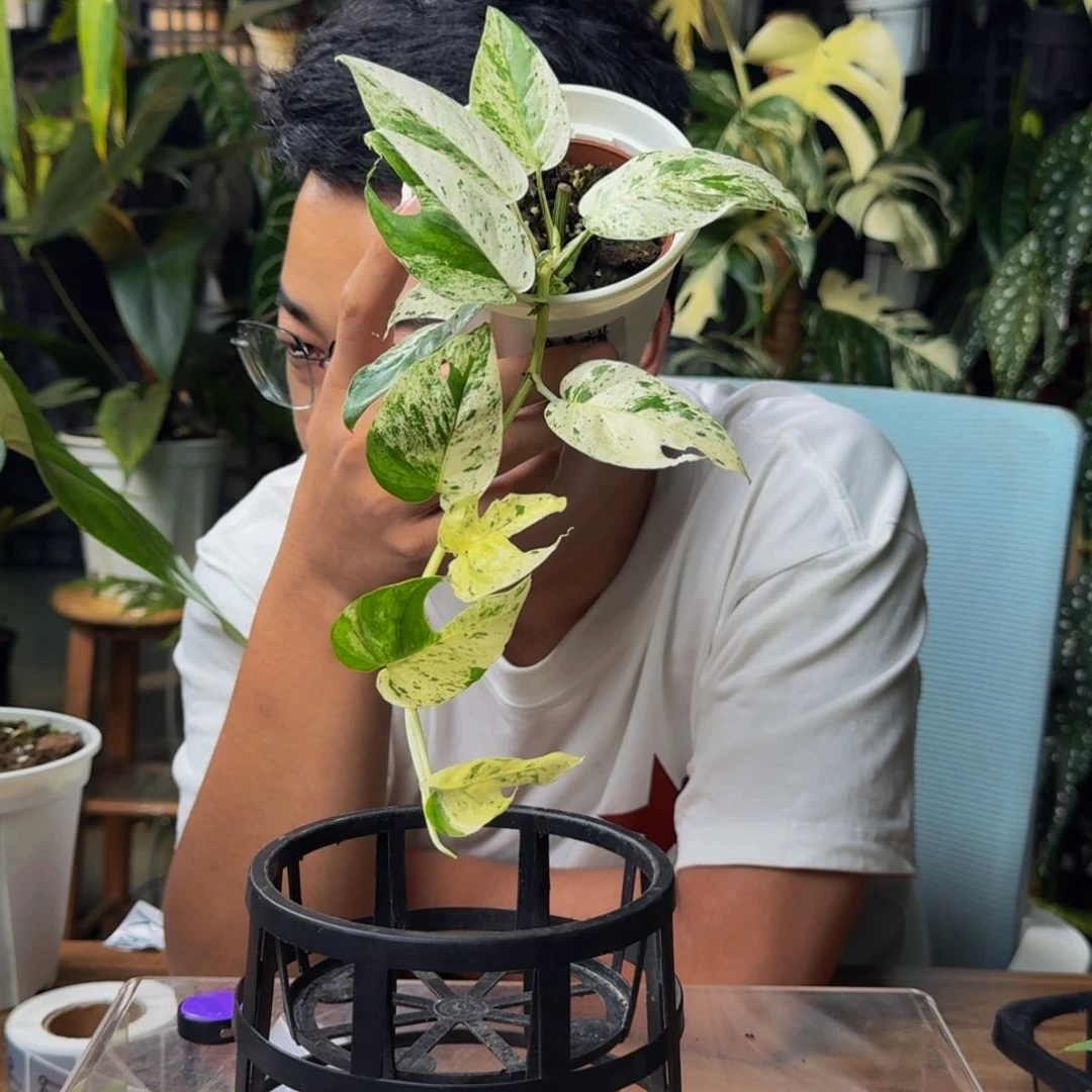 H****无花朵一物一拍A79