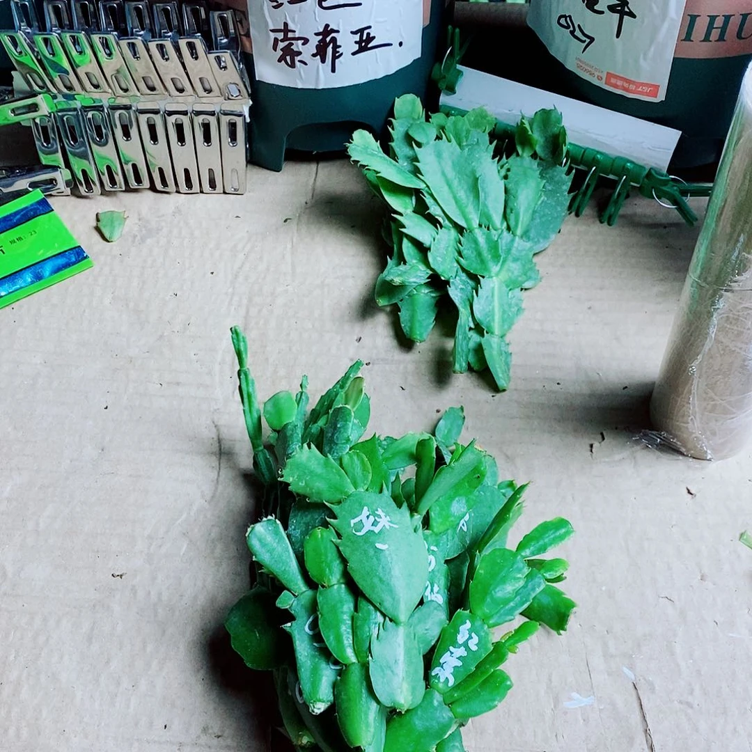 财***财无花朵叶片福利一物物，拍