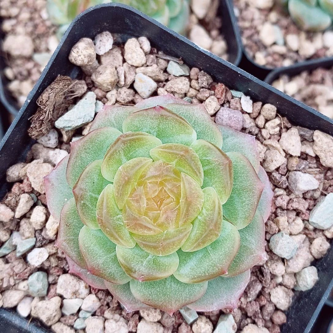 无尽灯5cm多肉植物