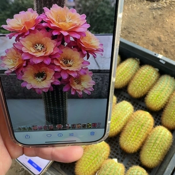 219金妞时光无根侧牙8公分左右