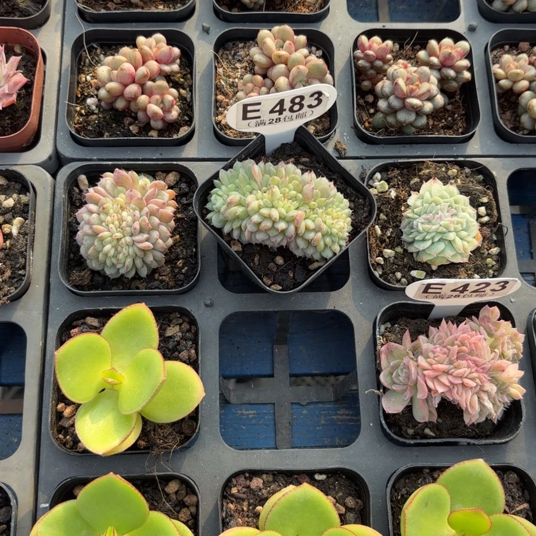 E483白胖子缀一物一拍