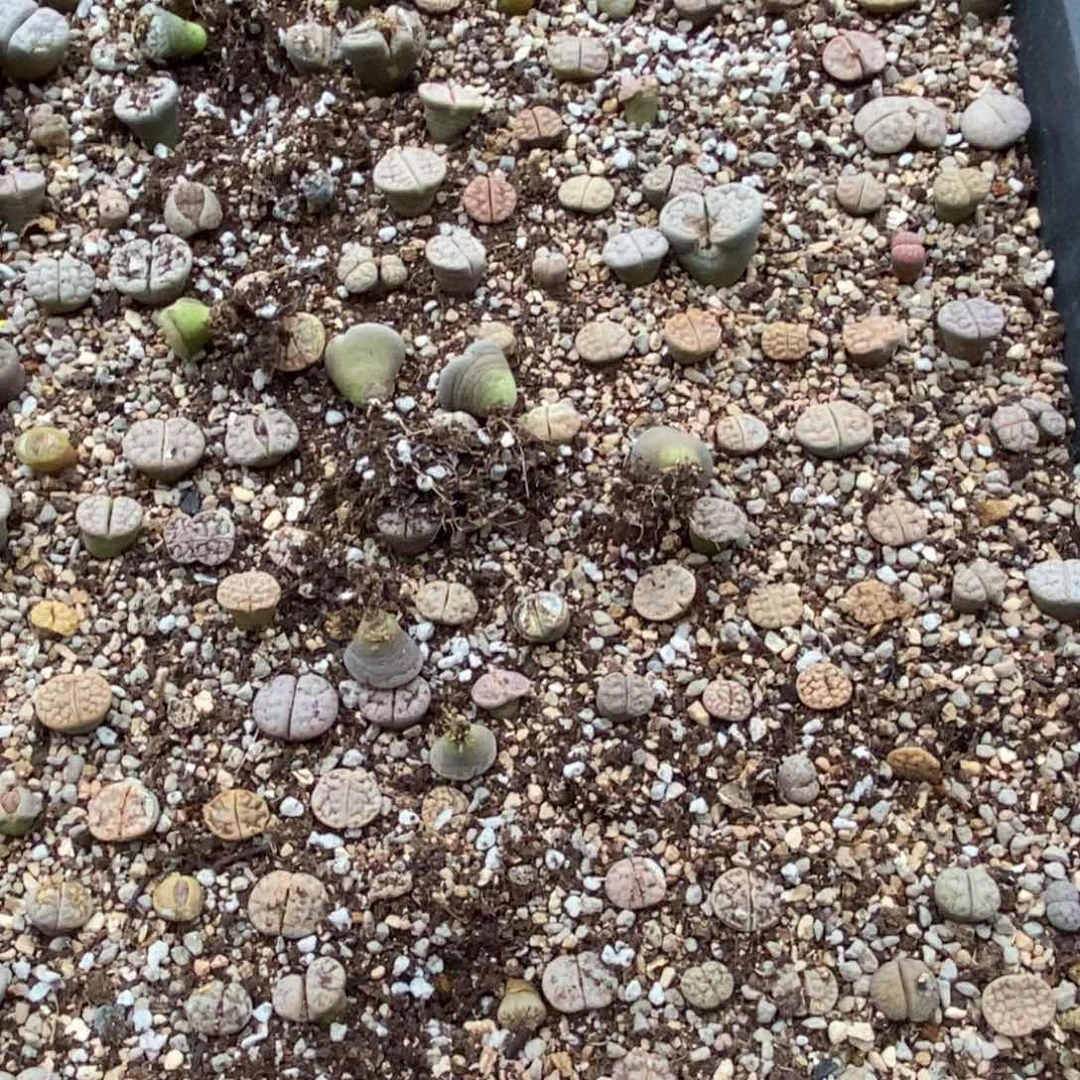 4598一筐荒脱土发