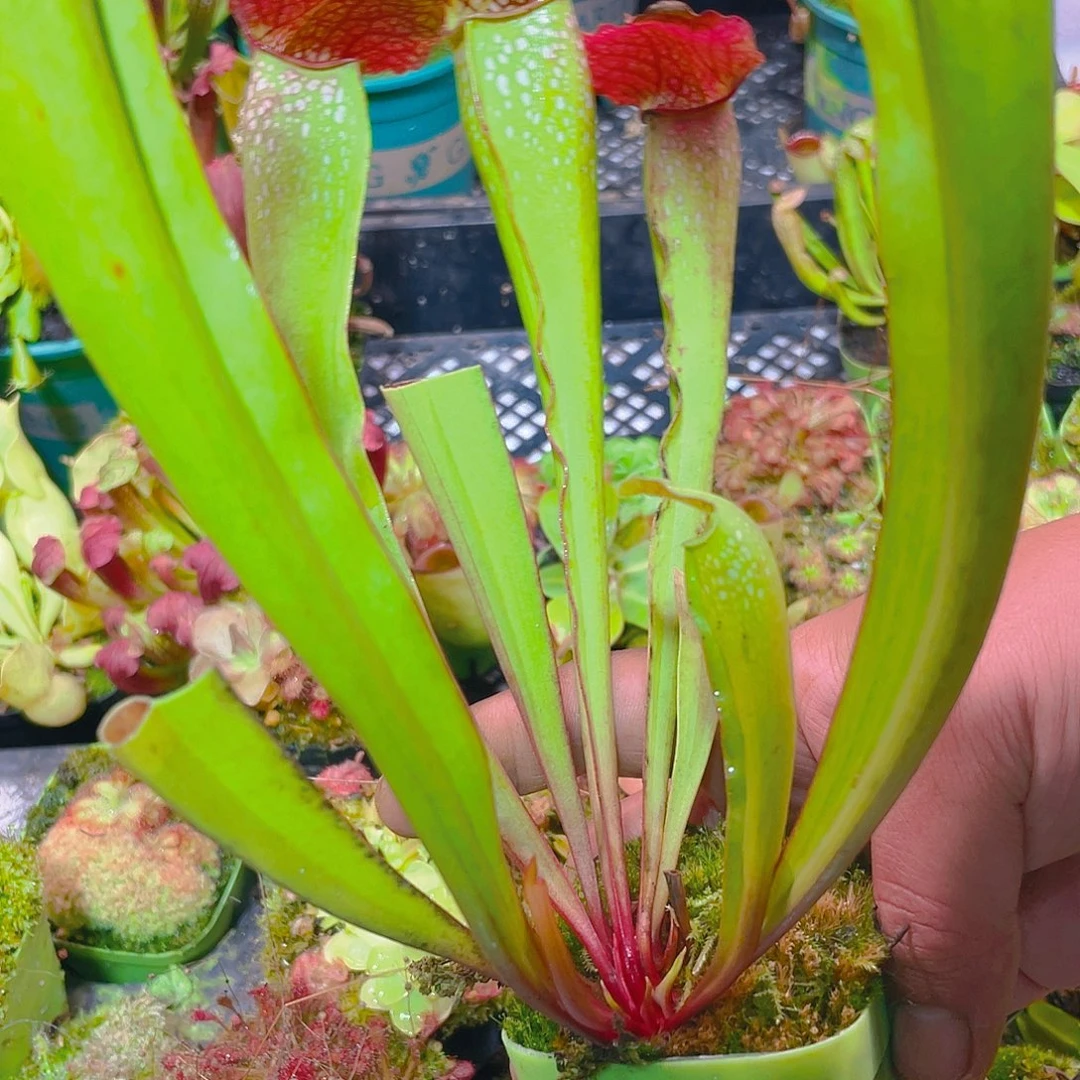 完全开放小瓶子杂2号