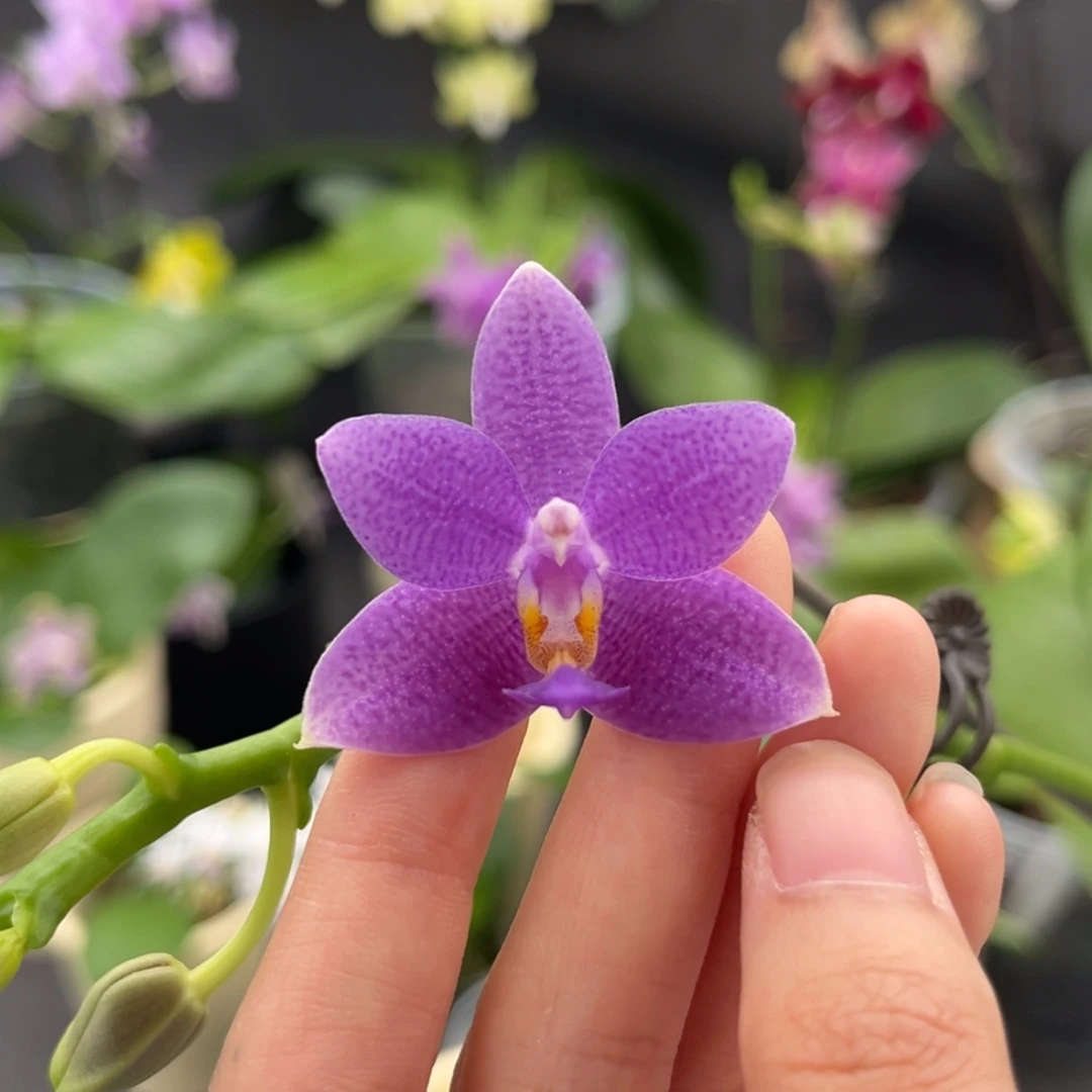 完全开放2.5寸柳林蓝星开花株