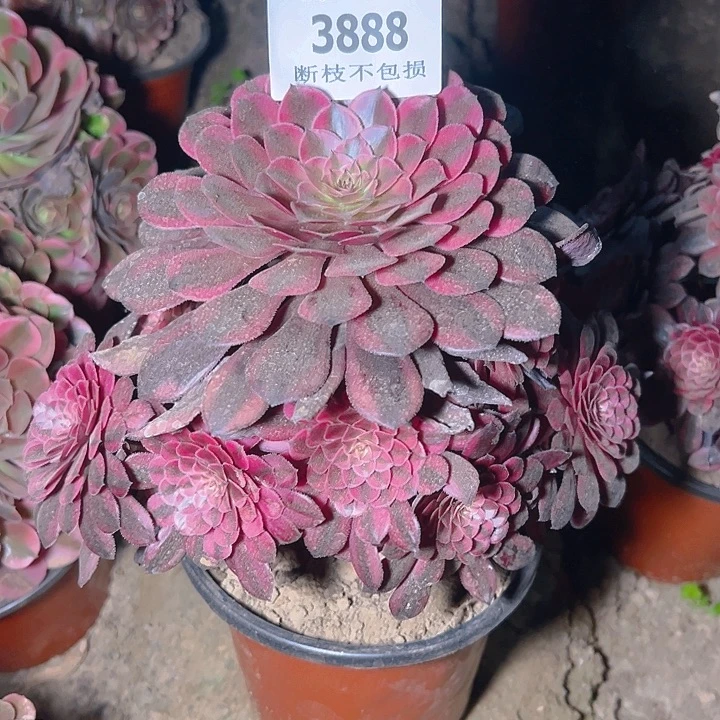 无花朵青***?3888黑同白多肉植物