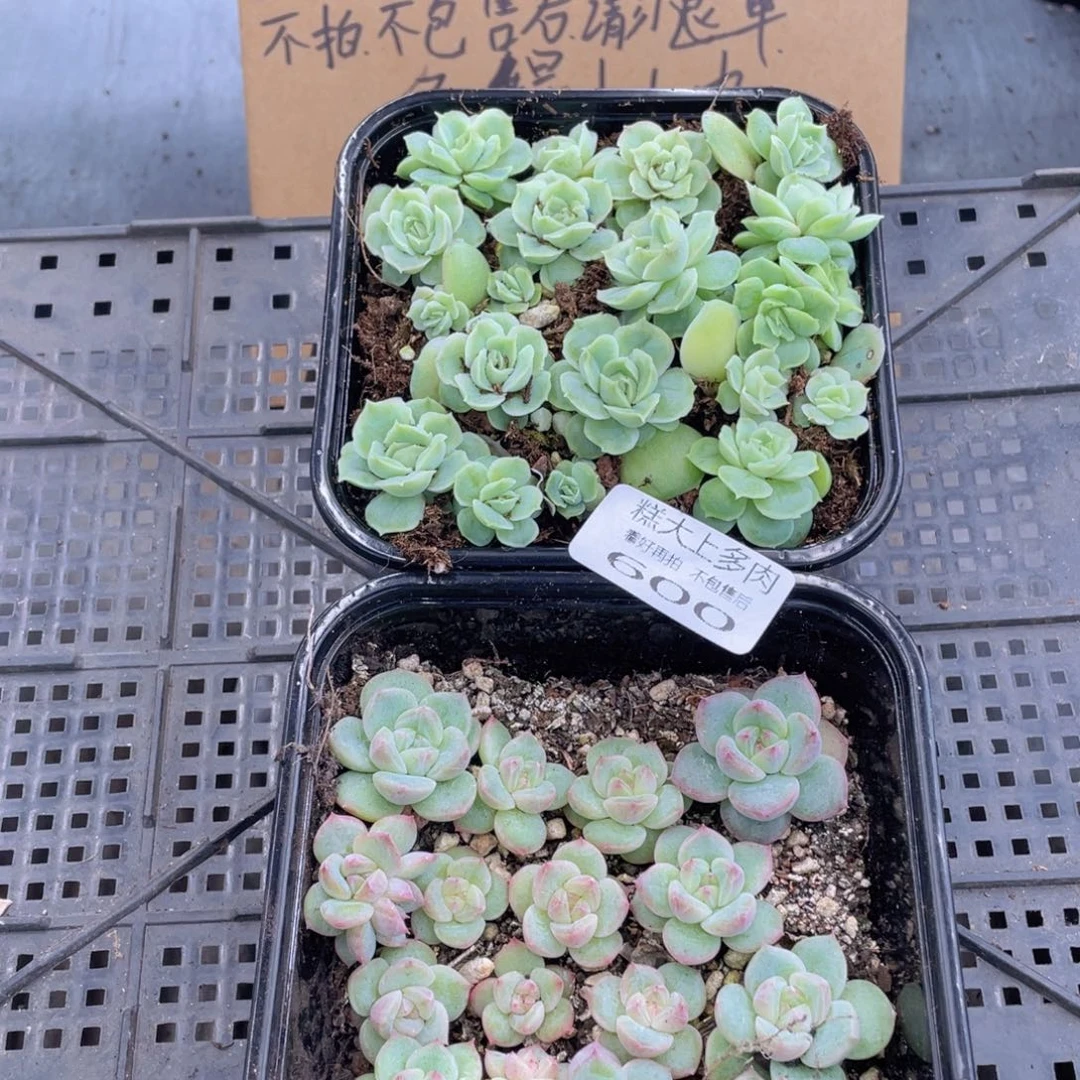 糕大上多肉植物600