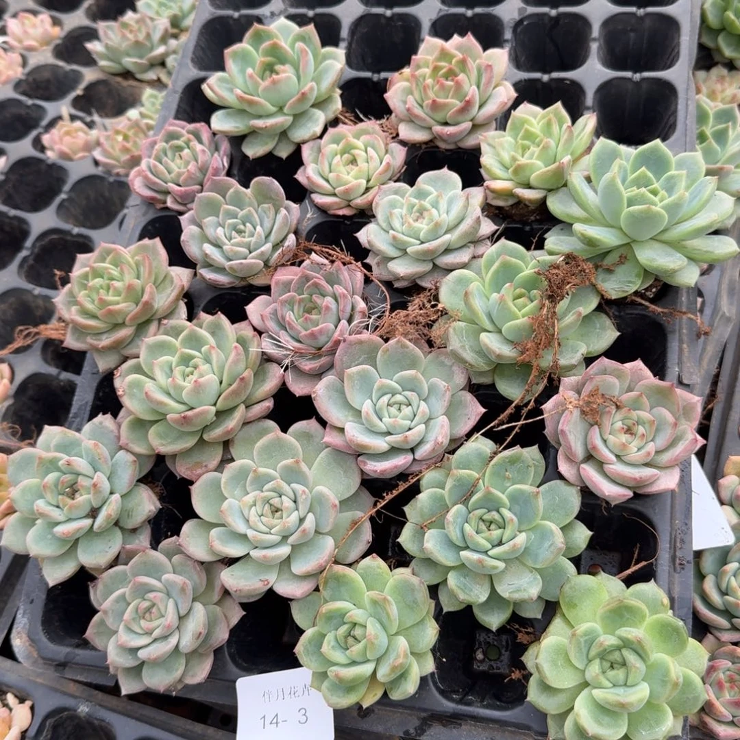 侧门右二珍妮混合绿菜二十颗量拍14-3