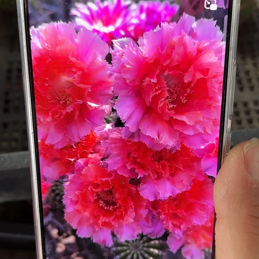 魅羽彩无根侧牙四公分10