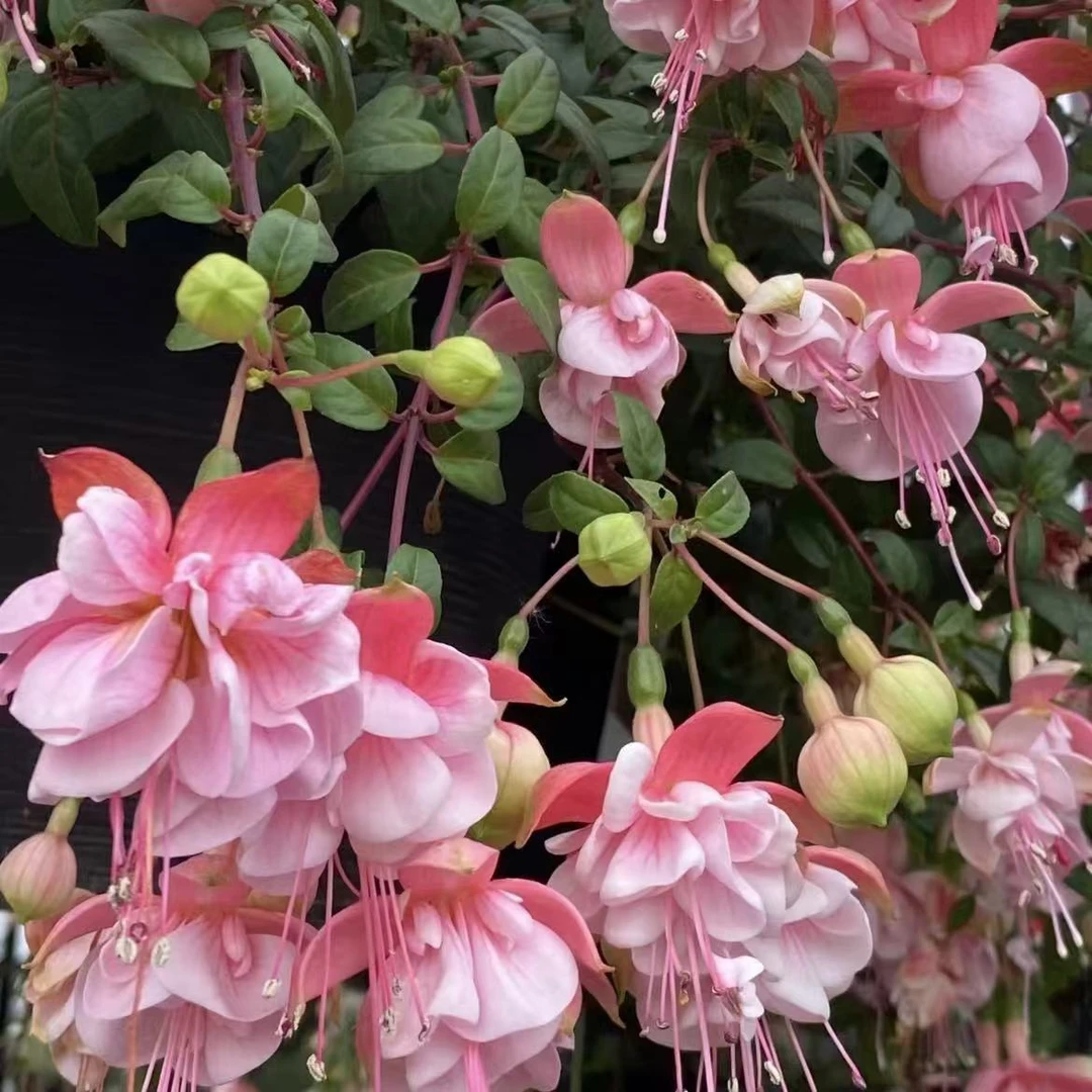 倒挂金钟棒棒糖【醉红颜】木本老桩多年生爆花机器花园阳台庭院植物