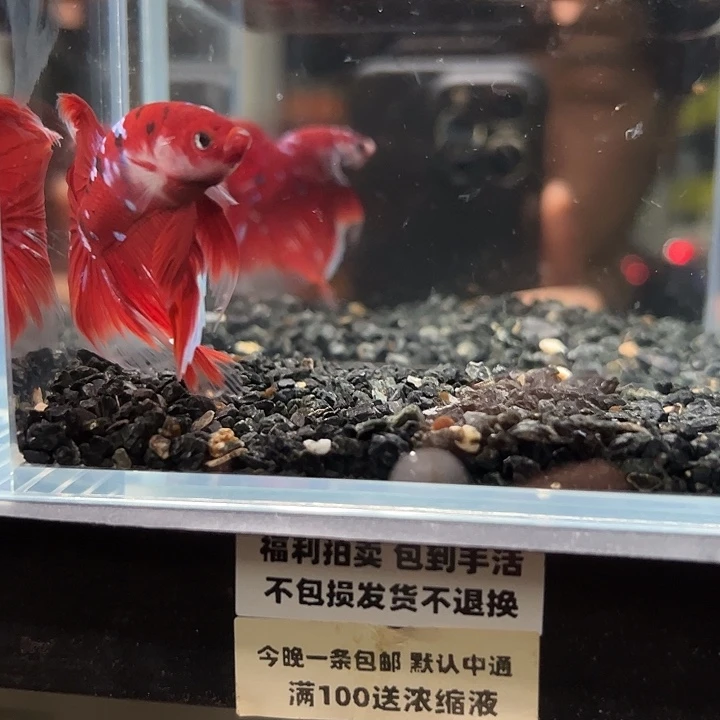 斗鱼竞拍跑单拉黑26日136
