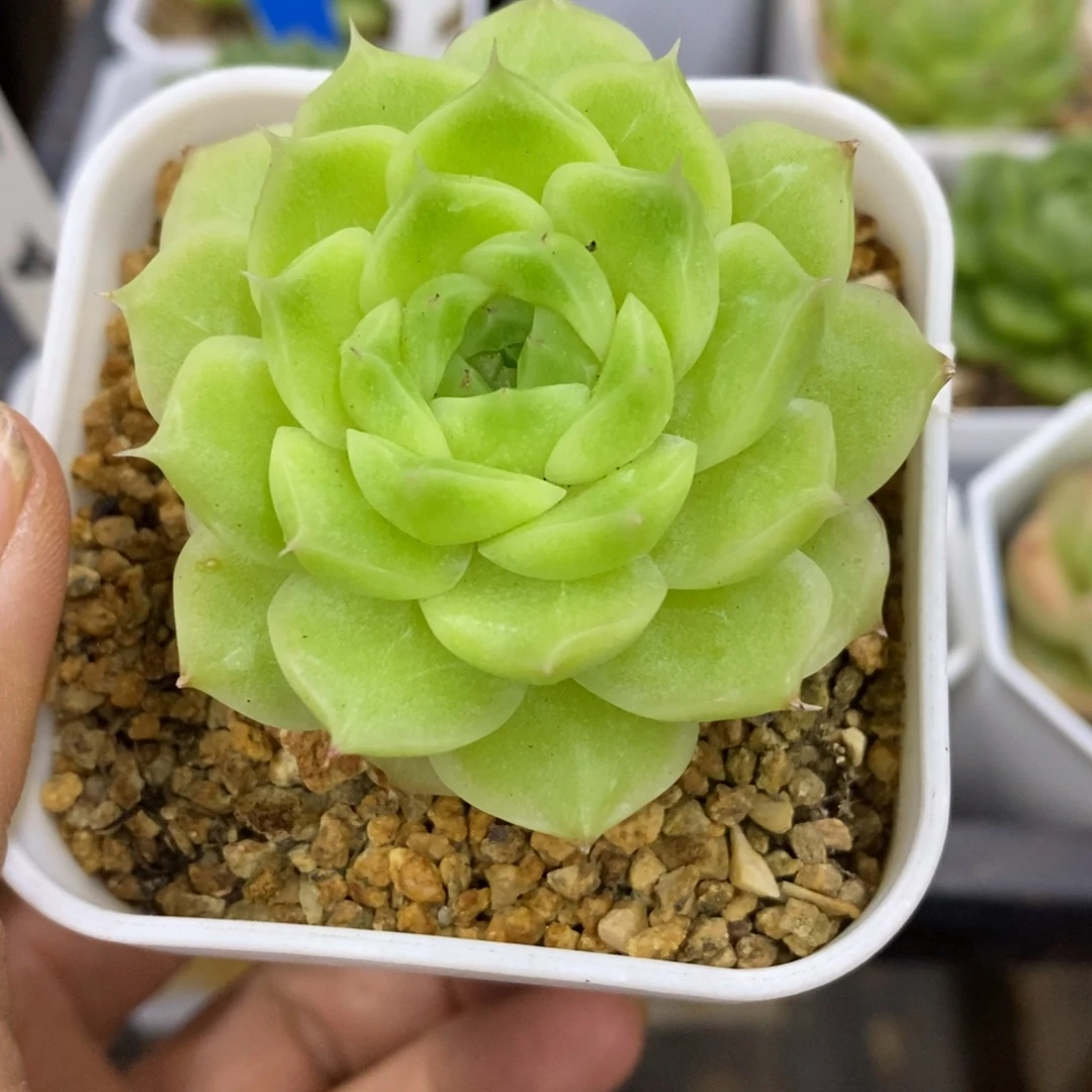 精品多肉一物一拍不包整244