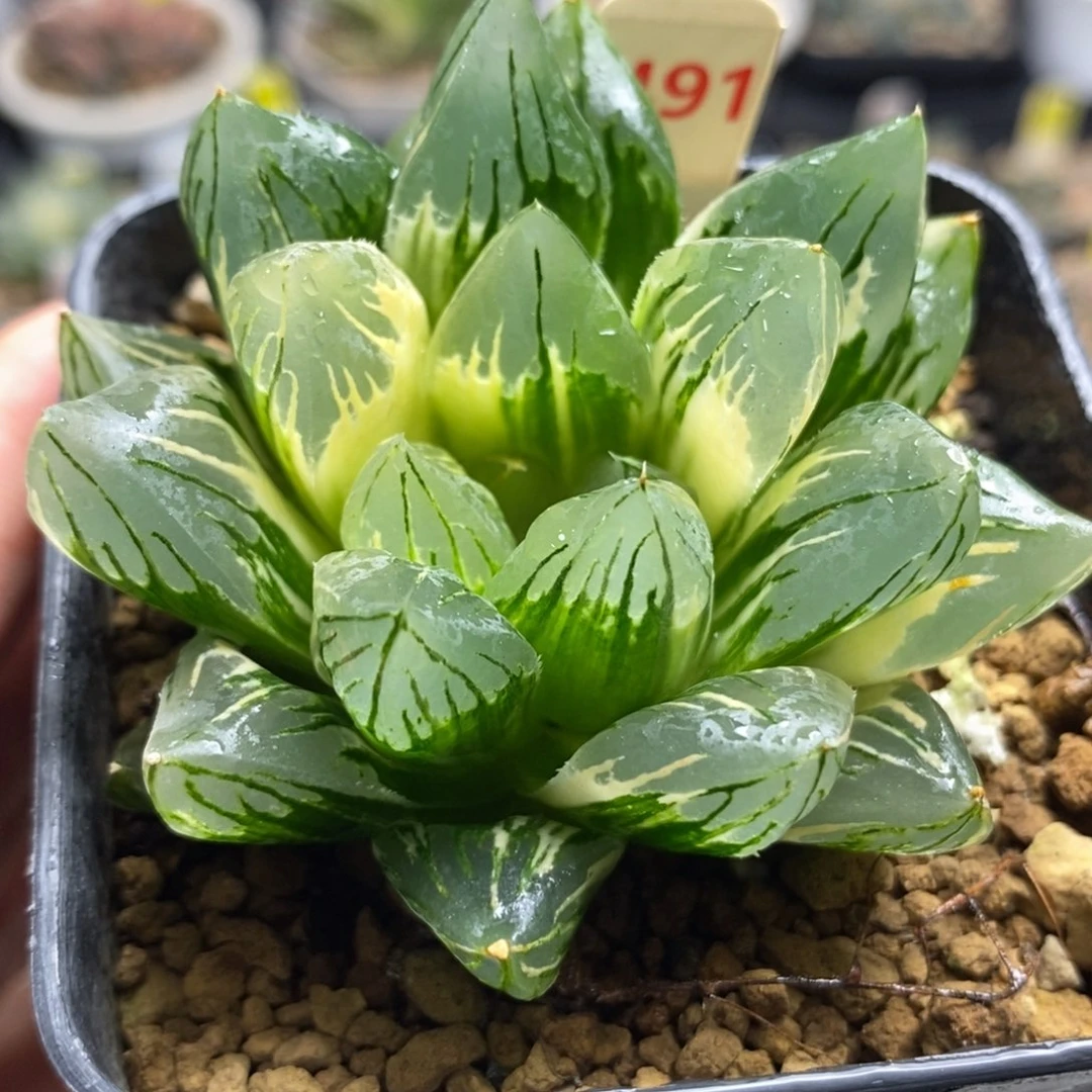 491花水晶玉露锦一物一拍
