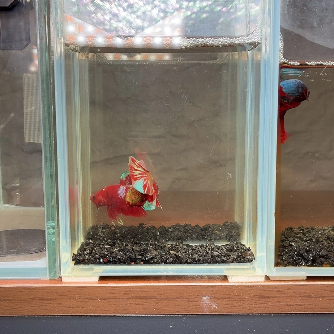 斗鱼彩金红魔半月母鱼