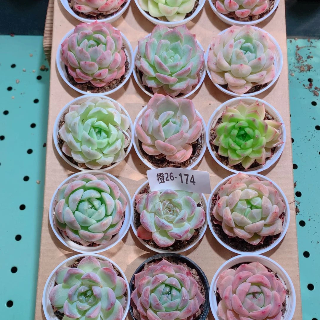 26-174一物一拍带盆18颗