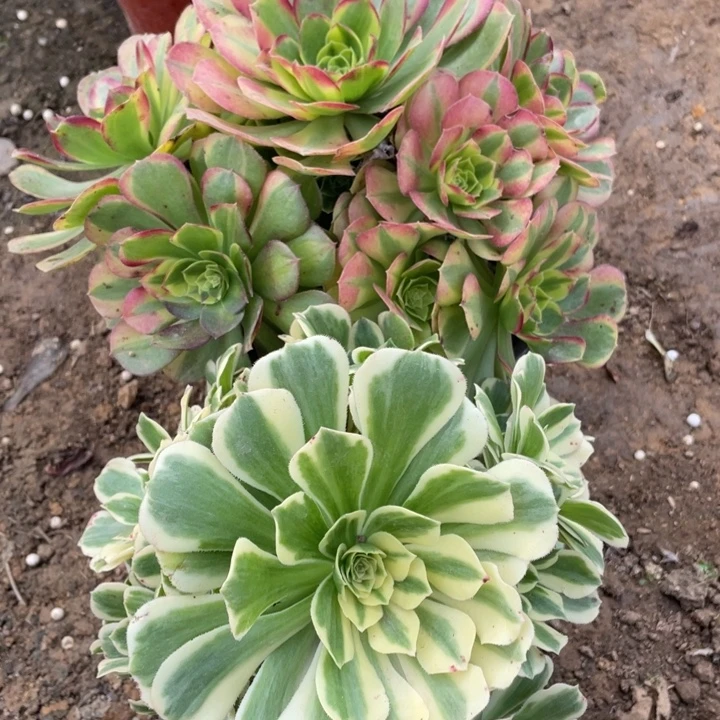 无花朵079多肉植物组合无售后