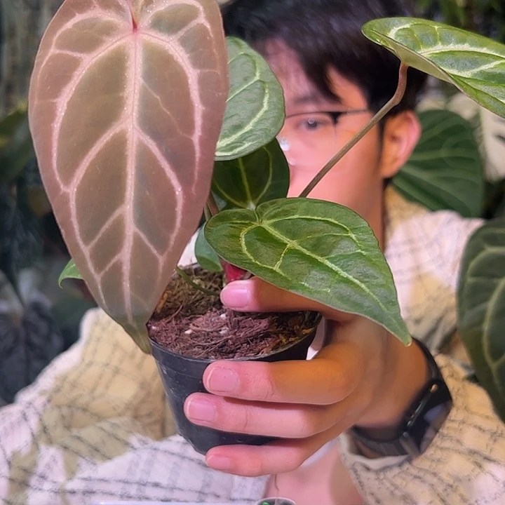 完全开放G1000粉脉水晶杂撕裂纹