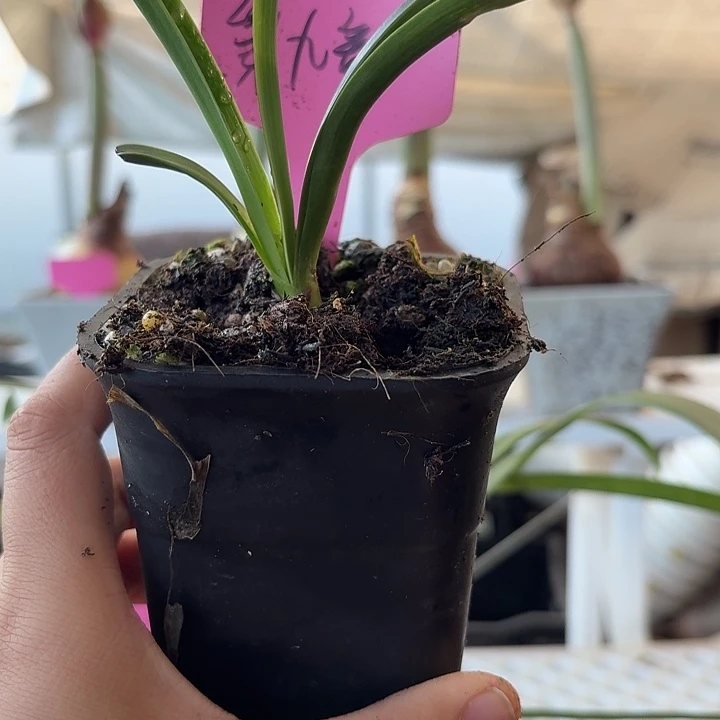 无花朵第九章朱顶红直径1.8