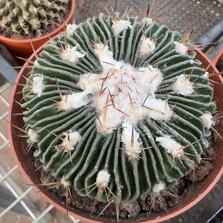 实生大多棱玉7仙人球