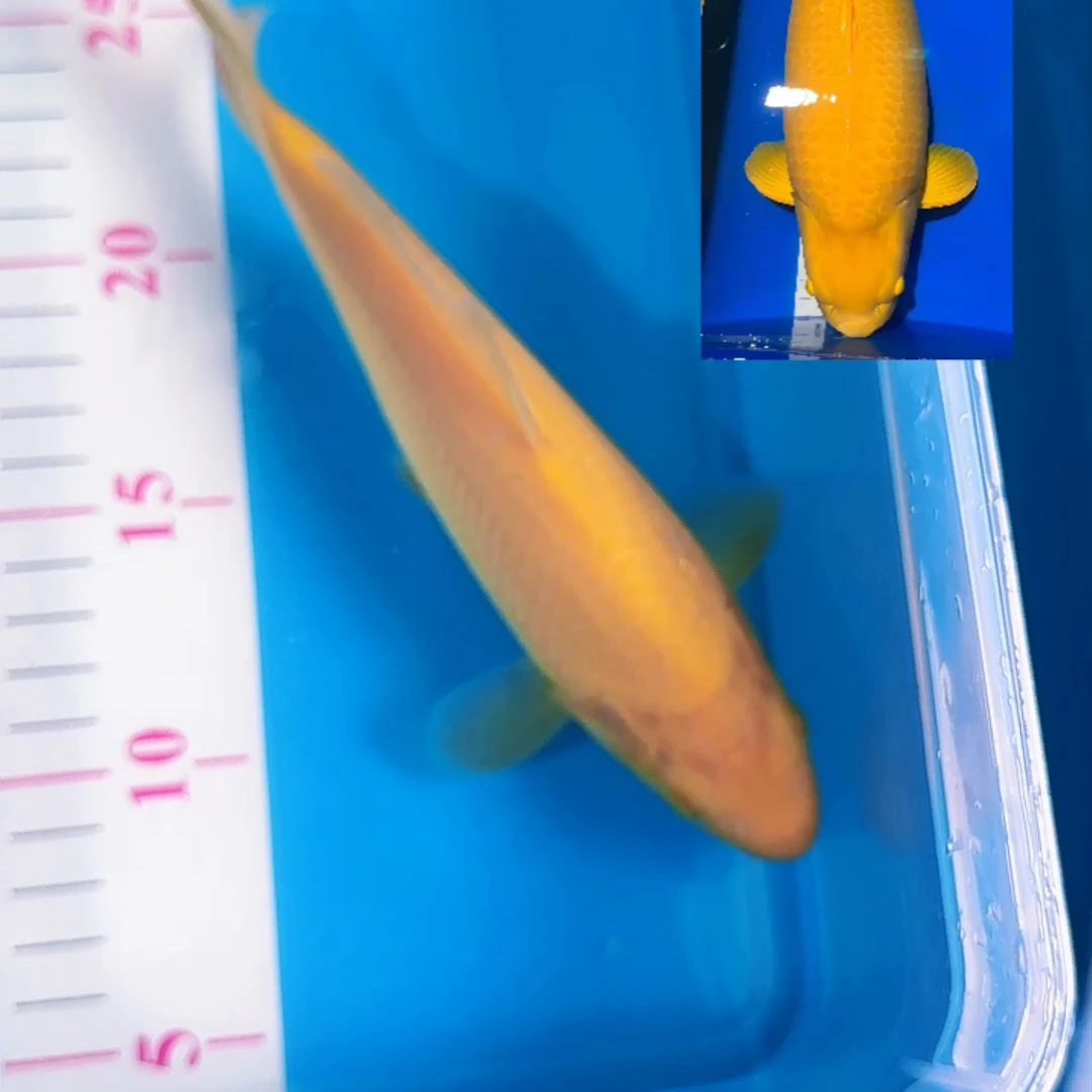 锦鲤渔悦锦鲤三选海棠芥子1尾